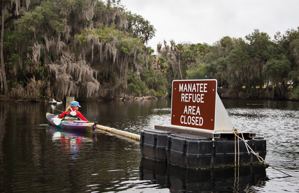 When we arrived at Blue Springs, we were so disheartened to find the springs closed to kayaks.