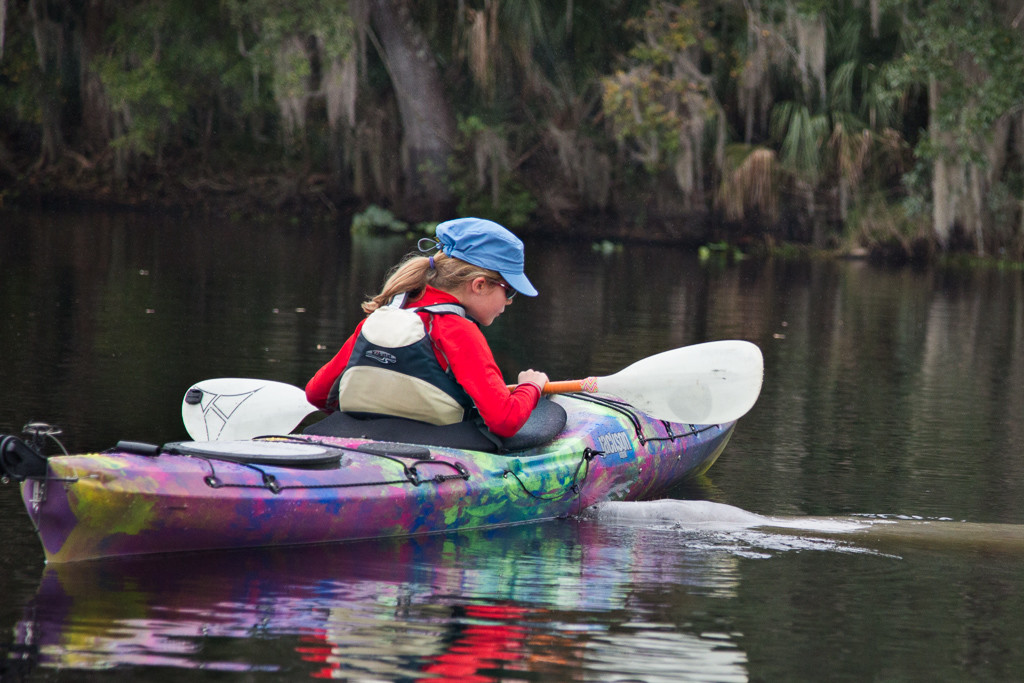 A manatee gently nudging Abby's brightly colored kayak.
