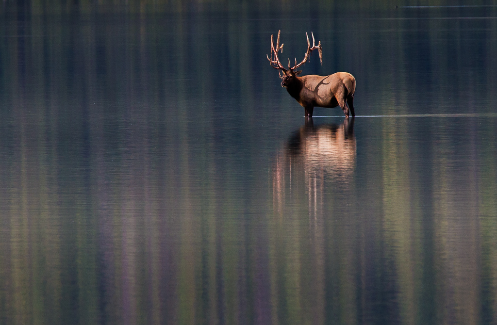 Bull Elk, Alcan, Alaska Highway, Jasper National Park, Velvet, RVing, 