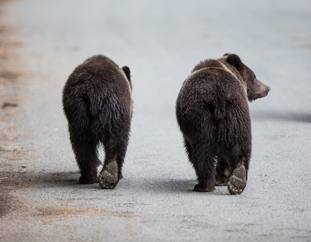 Grizzly Bear, Alaska, 