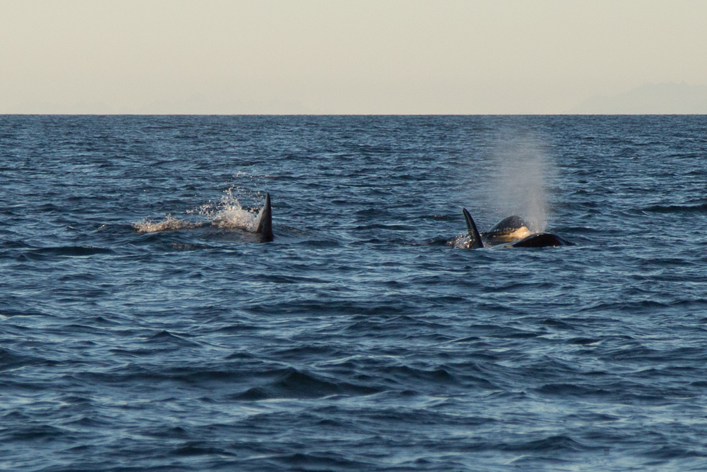 Orca Whale, Katchimac Bay